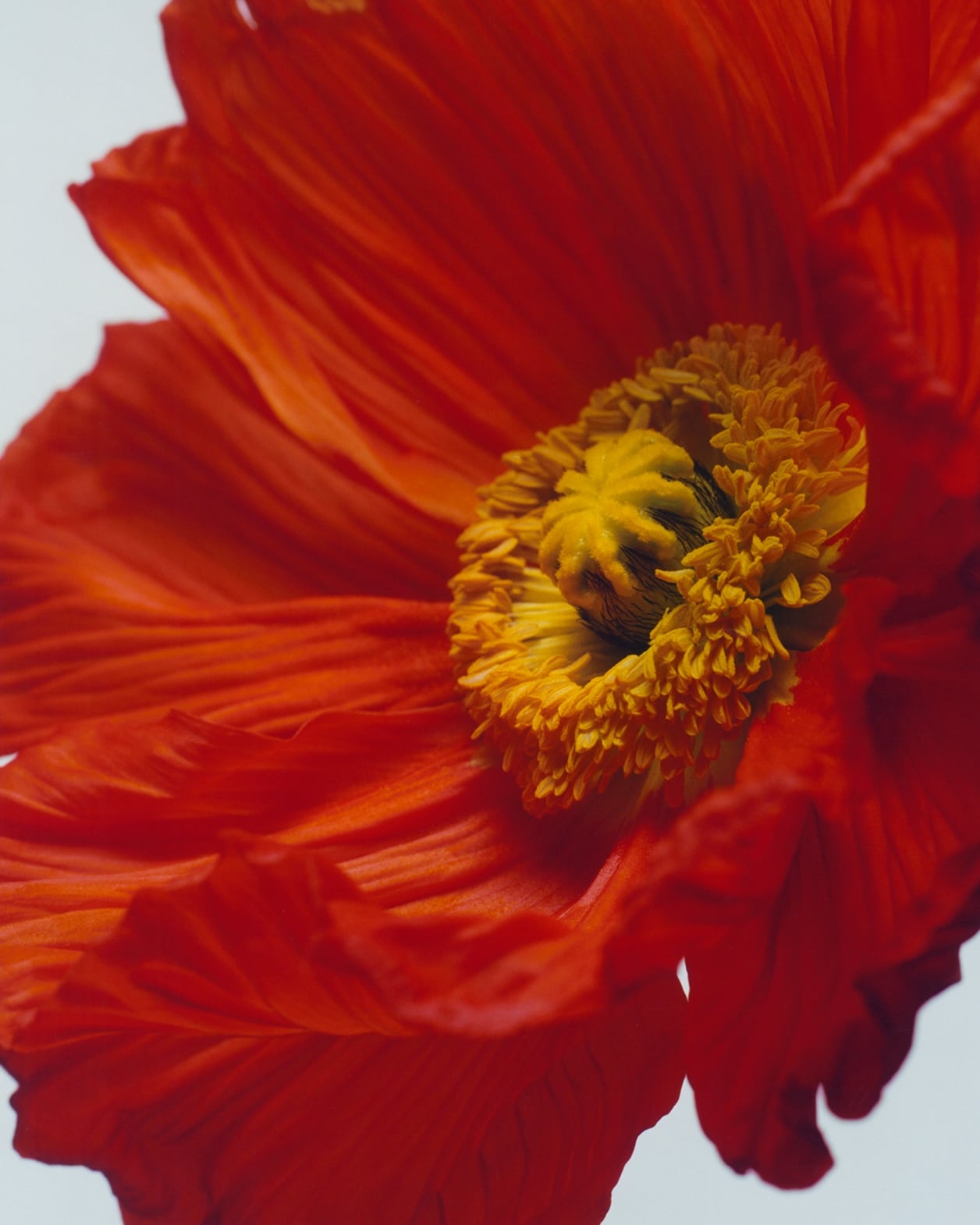 A Jo Malone London cologne, in a dark bottle, sits amidst a field of poppies set against a backdrop of a clear blue sky. 