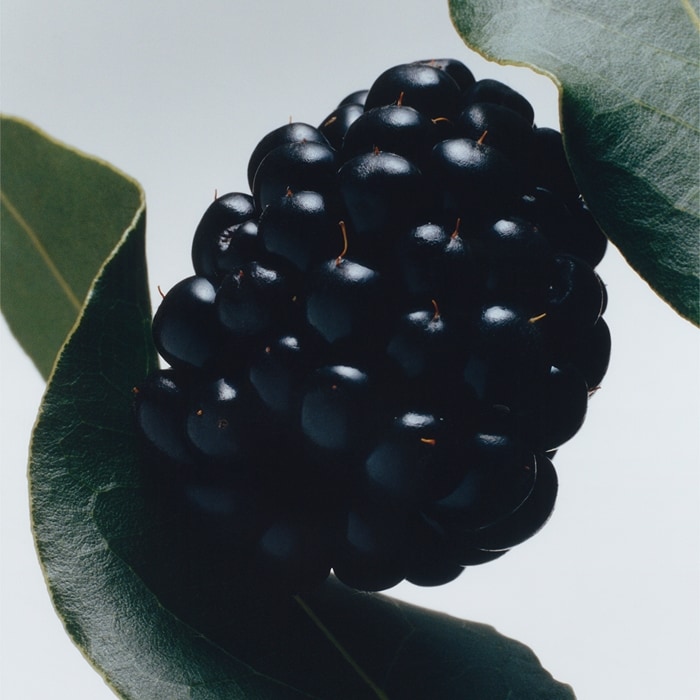 Colônia Blackberry & Bay | Jo Malone London | Jo Malone London
