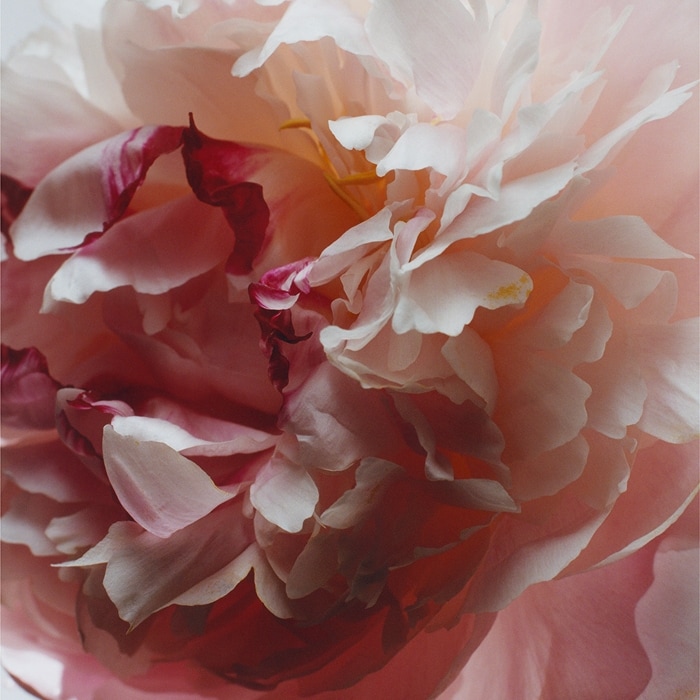 Colônia Peony & Blush Suede | Jo Malone London | Jo Malone London