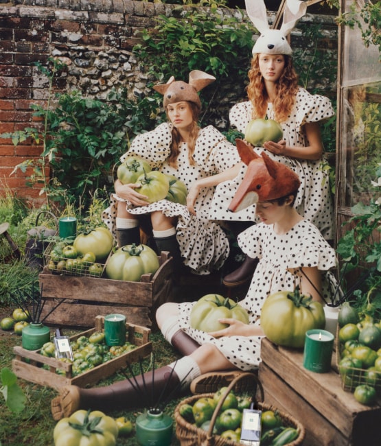 Tomates Frescos do Campo